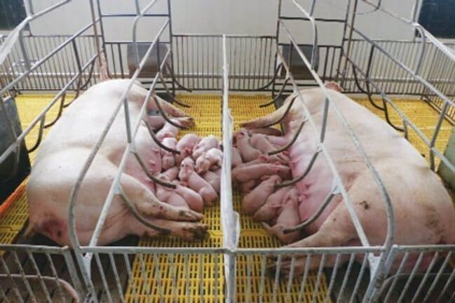 Kích thước chuồng nuôi lợn nái tiêu chuẩn là bao nhiêu?
