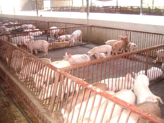 Ảnh 3: Lợn sau cai sữa 60-70 ngày