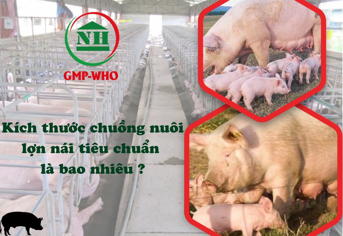 Kích thước chuồng nuôi lợn nái tiêu chuẩn là bao nhiêu?