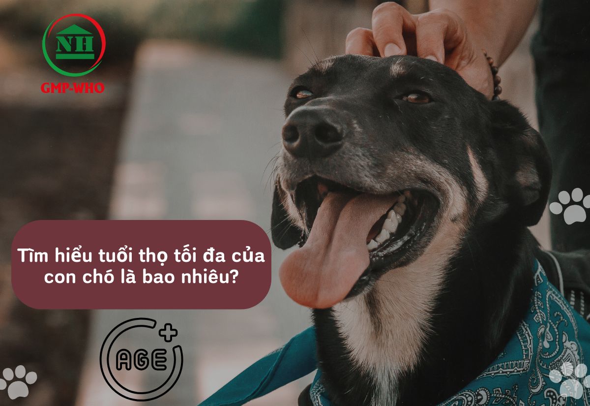 Tuổi thọ tối đa của con chó là bao nhiêu?