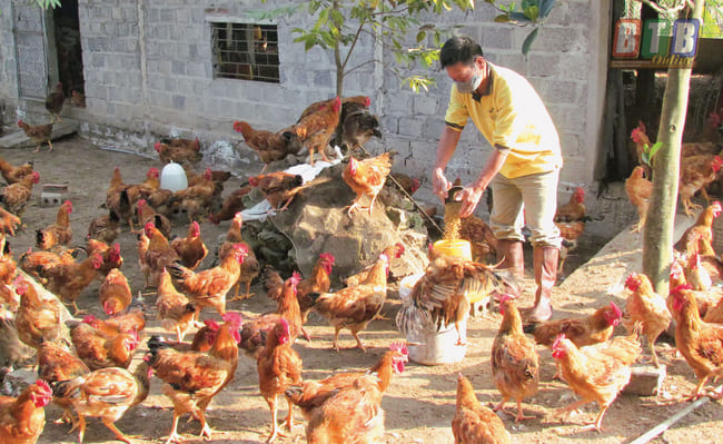 Ảnh 2: Cung cấp đầy đủ dinh dưỡng cho gà