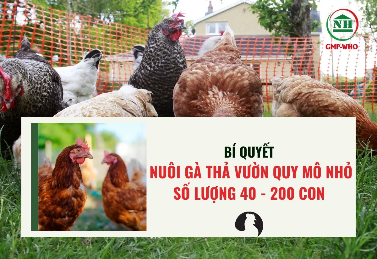 Bí quyết nuôi gà thả vườn quy mô nhỏ số lượng 40 - 200 con