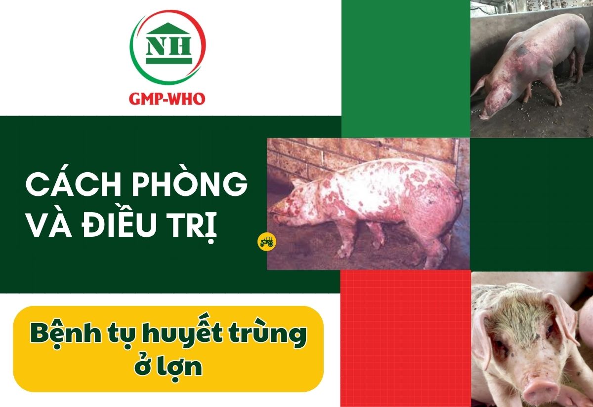Cách phòng và điều trị bệnh tụ huyết trùng ở lợn