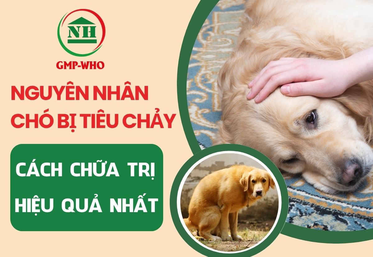 Nguyên nhân chó bị tiêu chảy và cách chữa trị hiệu quả