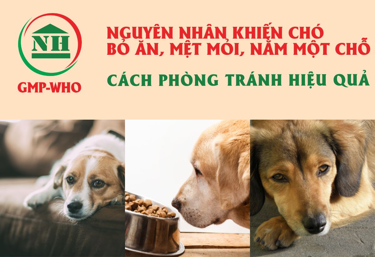 Nguyên nhân khiến chó bỏ ăn mệt mỏi nằm một chỗ và cách phòng tránh hiệu quả