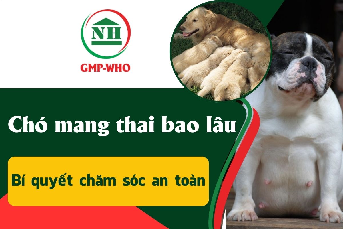 Chó mang thai bao lâu? Bí quyết chăm sóc an toàn