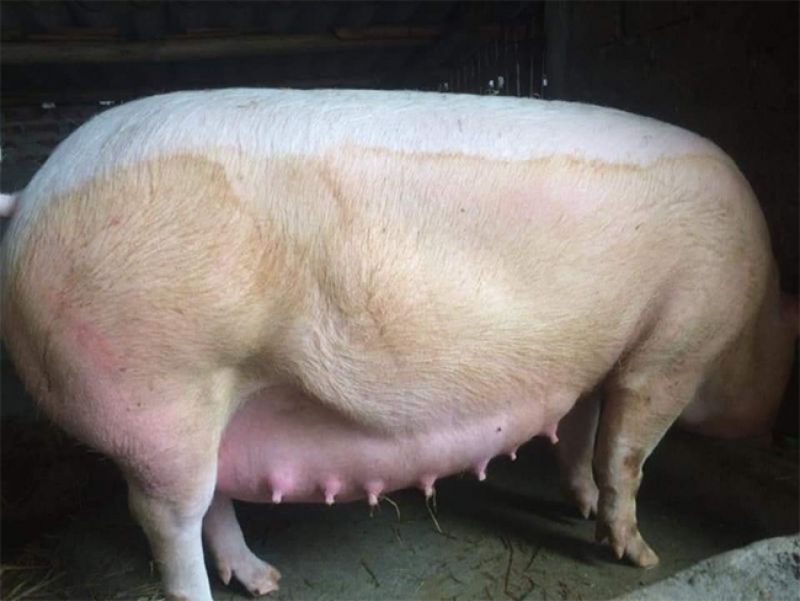 Dấu hiệu lợn nái có thai