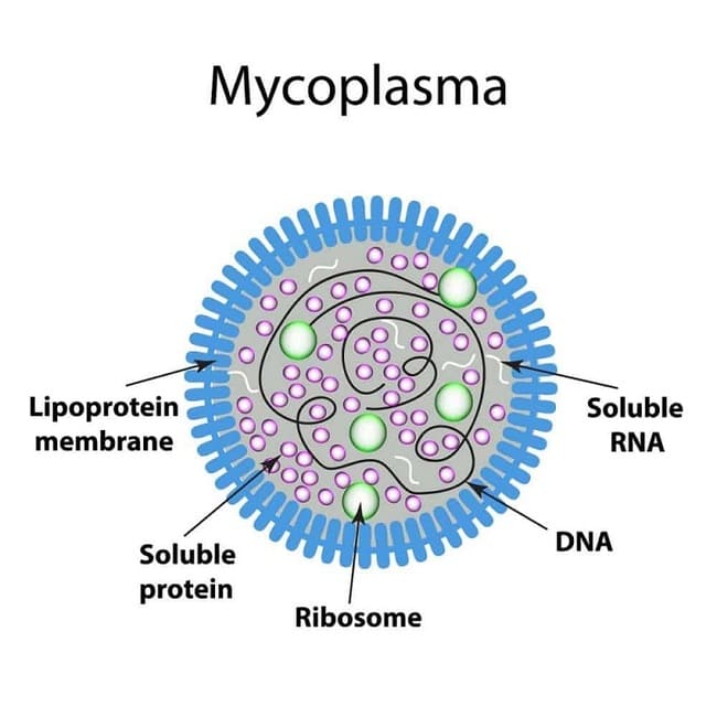 Ảnh 1: Vi khuẩn Mycoplasma gallisepticum (MG)