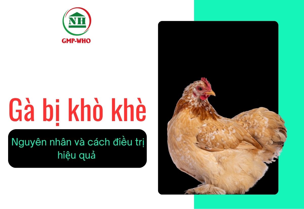 Gà bị khò khè, nguyên nhân và cách điều trị