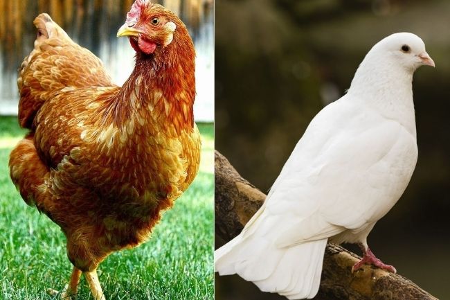Gà là thú hay chim - Những điểm tương đồng giữa chim và gà