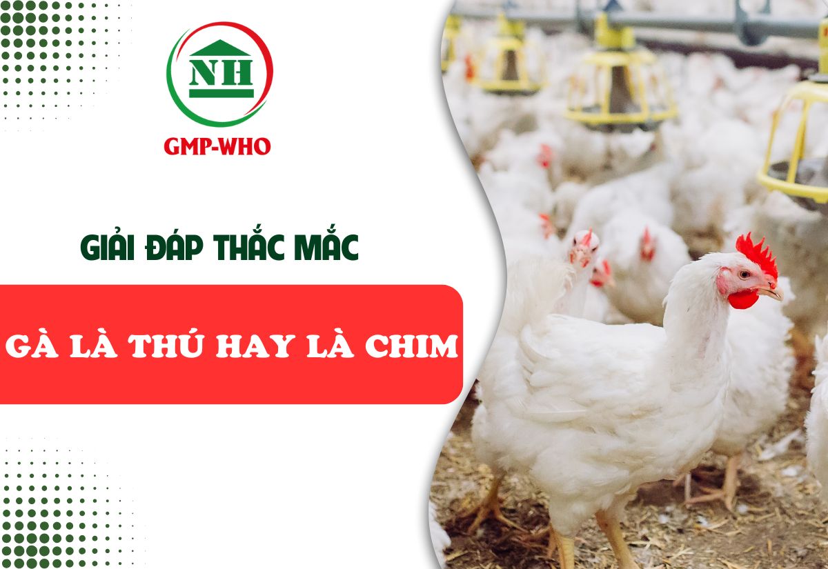 giải đáp thắc mắc gà là thú hay chim