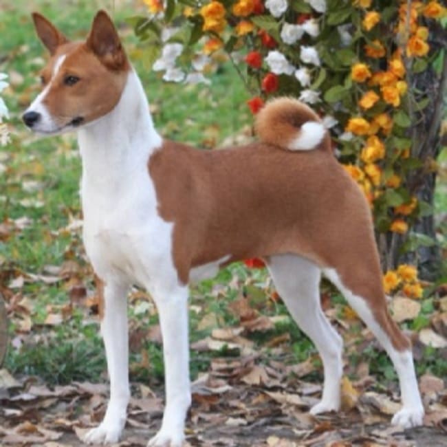 Chó Basenji - Giống chó không có khả năng sủa