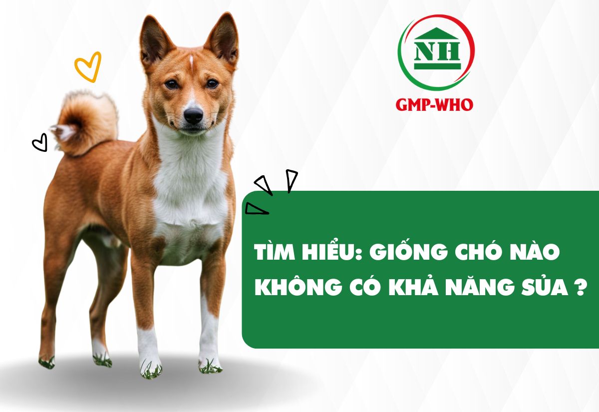 Tìm hiểu: Giống chó nào không có khả năng sủa?