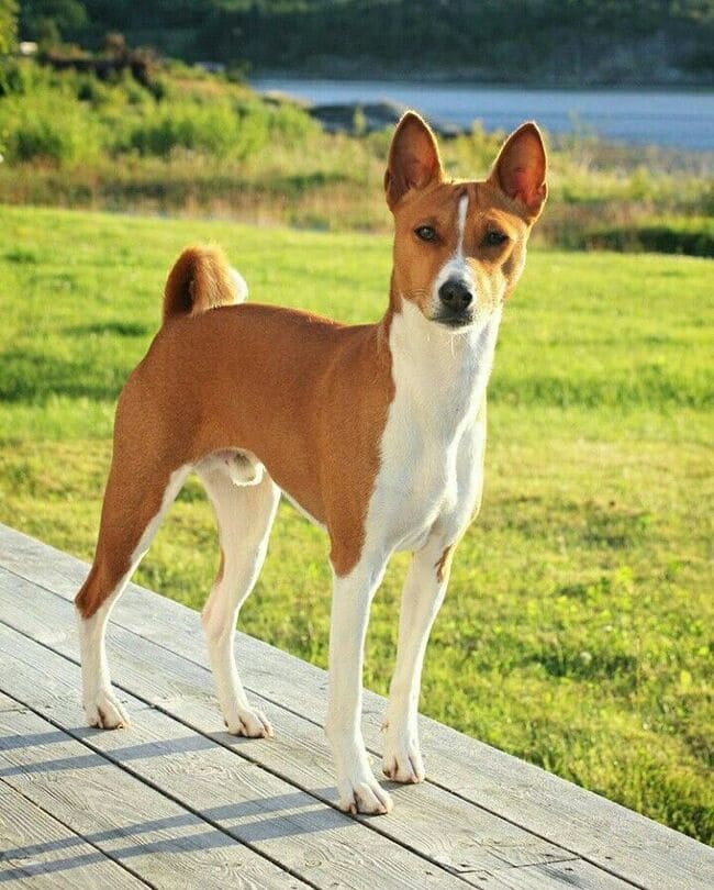Giống chó Basenji cực kỳ thông minh