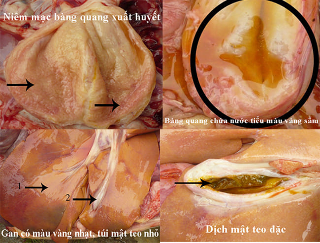 Ảnh 3: Bệnh tích khi lợn bị bệnh Lepto