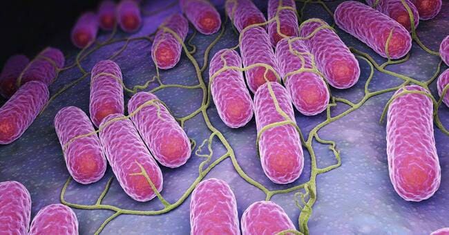 Ảnh 1: Vi khuẩn Salmonella gallinarum pullorum gây bệnh trên gà