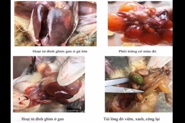 Ảnh 3: Bệnh tích trên gà