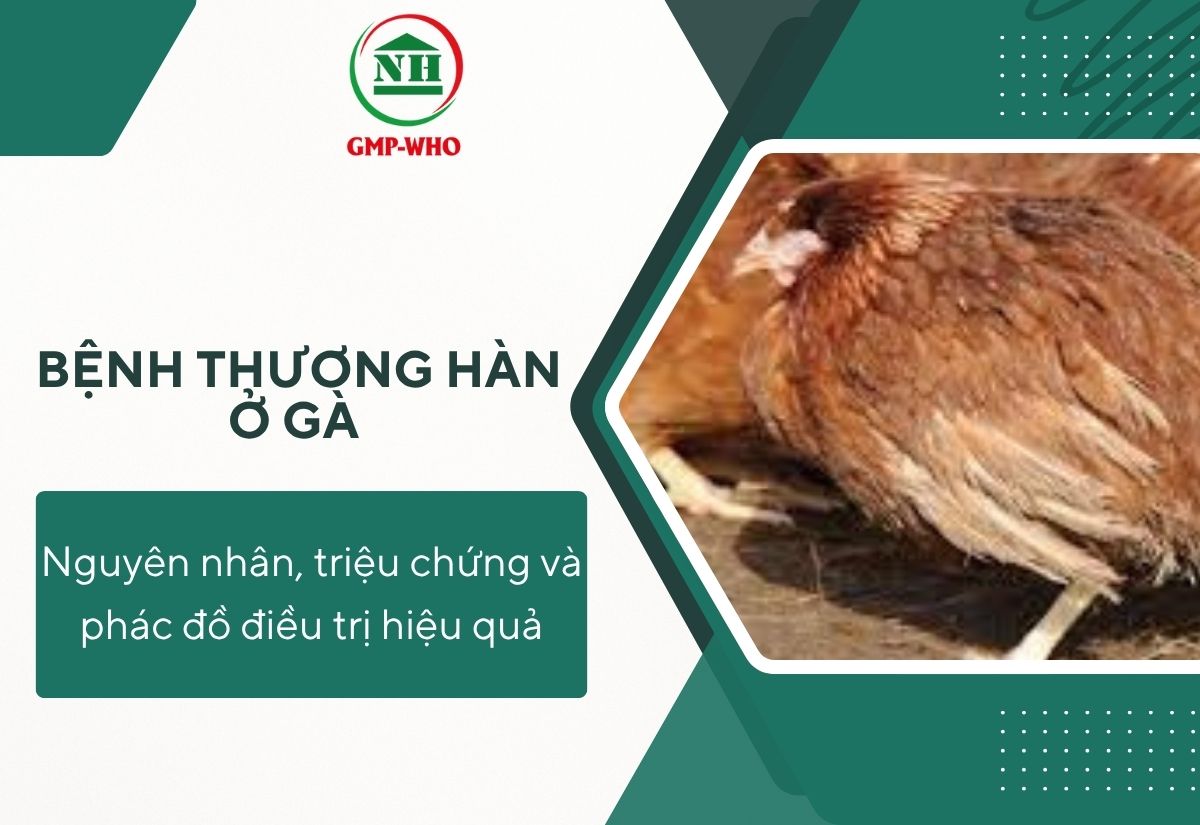 Bệnh thương hàn ở gà: Nguyên nhân, triệu chứng và phác đồ điều trị