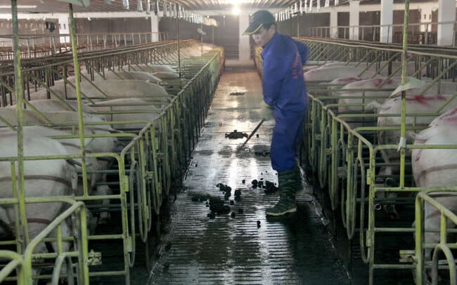 Ảnh 3: Cách nuôi heo mau lớn qua vệ sinh chuồng trại