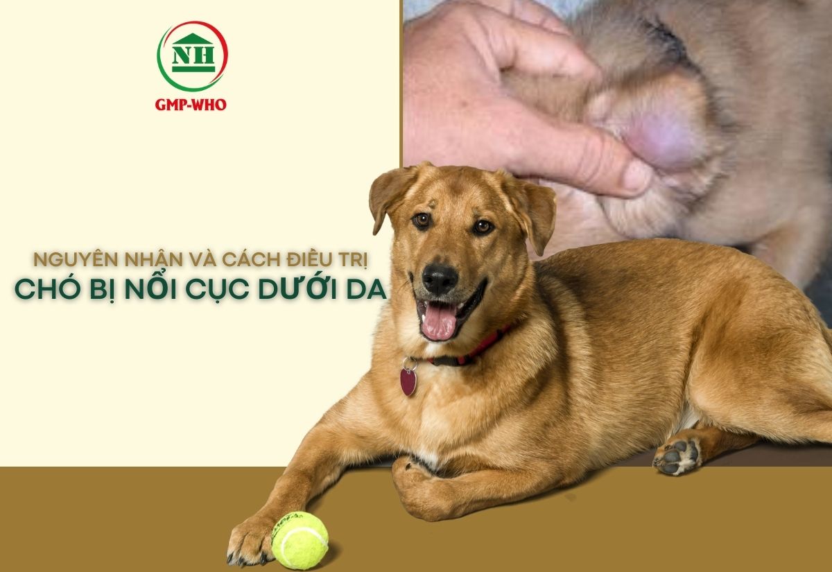 Nguyên nhân và cách điều trị chó bị nổi cục dưới da
