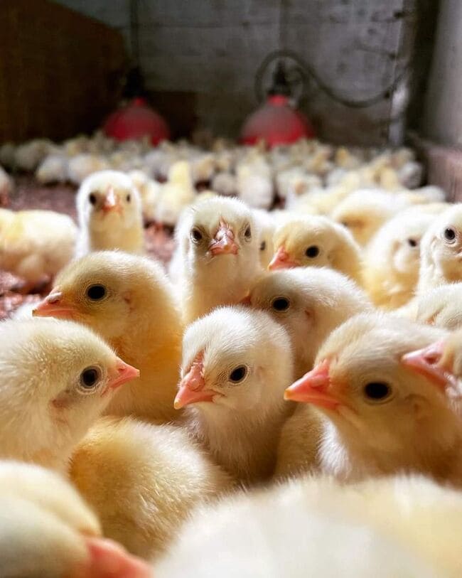 Ảnh 1: Kinh nghiêm nuôi gà đẻ trứng chọn con giống