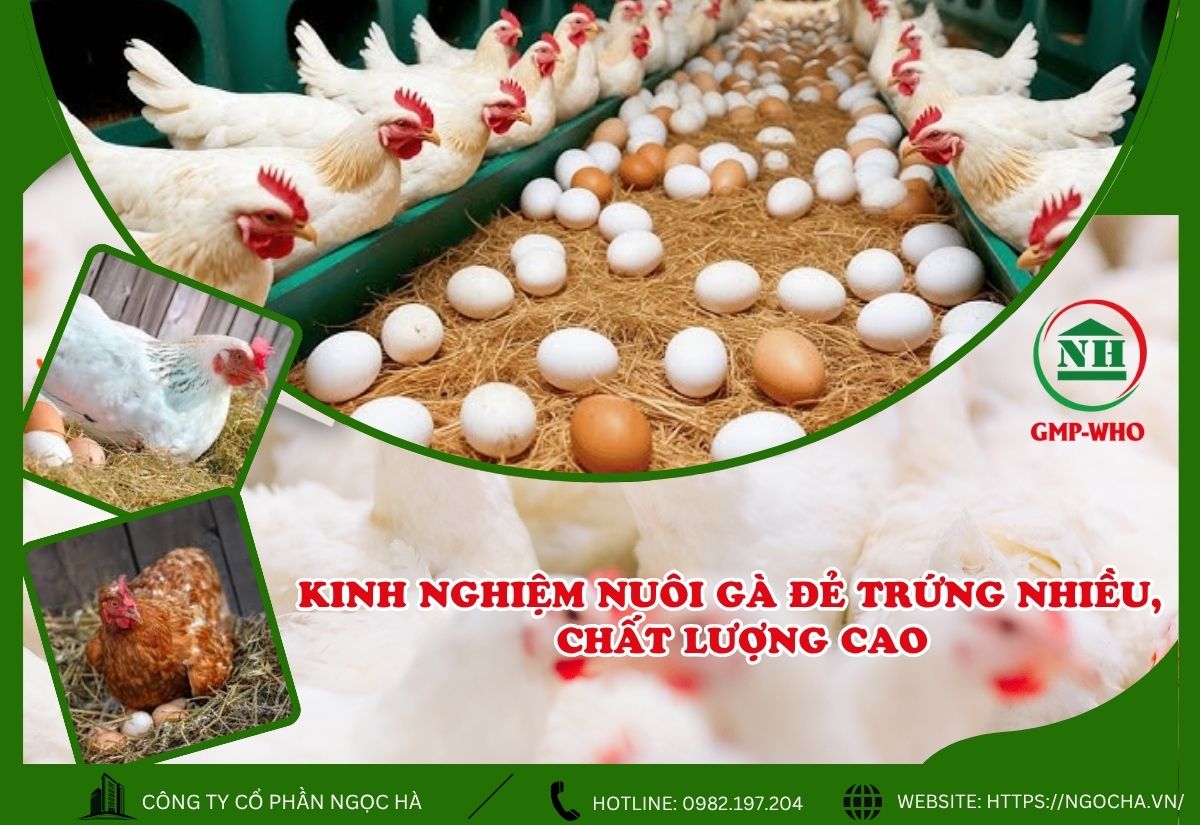 kinh nghiệm nuôi gà đẻt trứng đẹp
