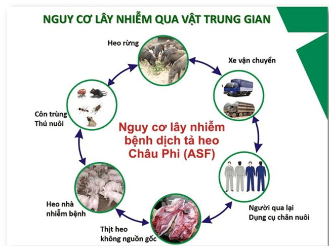 Ảnh 2: Nguy cơ lây nhiễm bệnh dịch tả heo Châu Phi