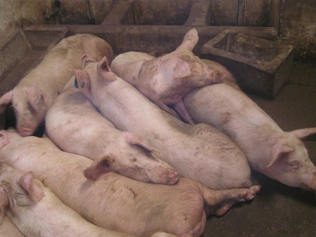 Ảnh 1: Virus Asfarviridae gây triệu chứng của bệnh dịch tả lợn châu phi