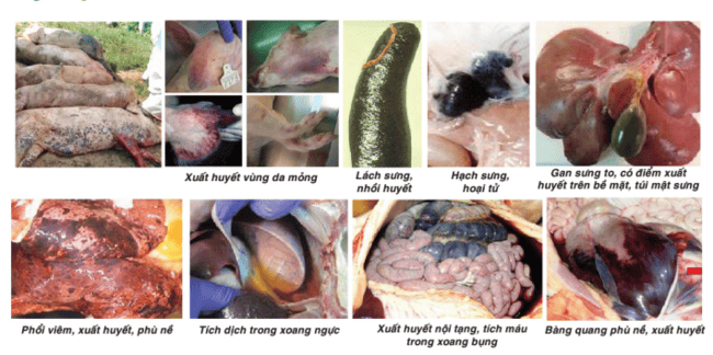 Ảnh 5: Bệnh tích của triệu chứng của bệnh dịch tả lợn châu phi