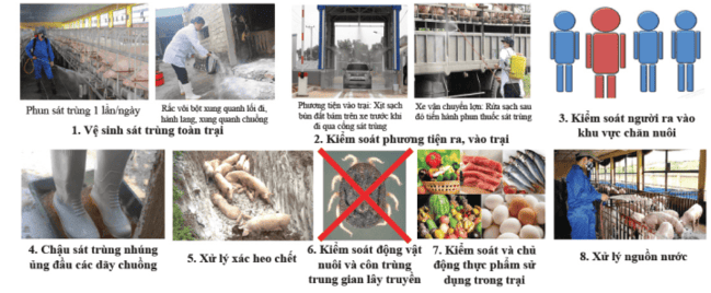 Ảnh 6: Phòng ngừa triệu chứng của bệnh dịch tả lợn châu phi