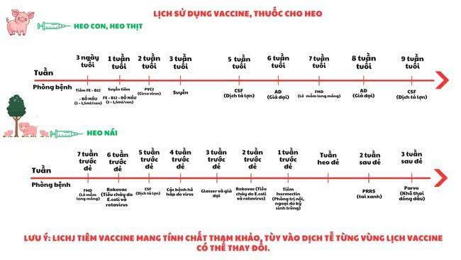Ảnh 4: Cách nuôi heo mau lớn qua tiêm phòng bệnh