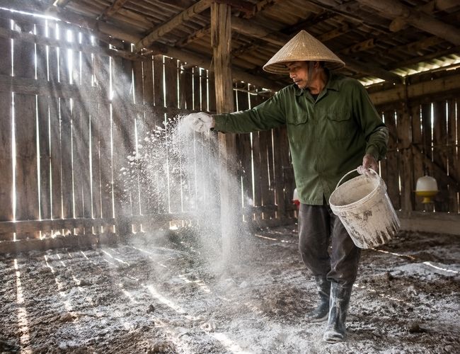 khử trùng chuồng trại bằng vôi bột
